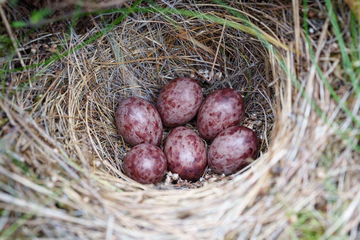 NestingUpNorth's tweet photo. A Tree #Pipit nest containing a striking deep red variation of eggs, built neatly into the base of grass tussock within clearfell habitat.
Located with @BirderSouth. https://t.co/XpBZq6s8V2