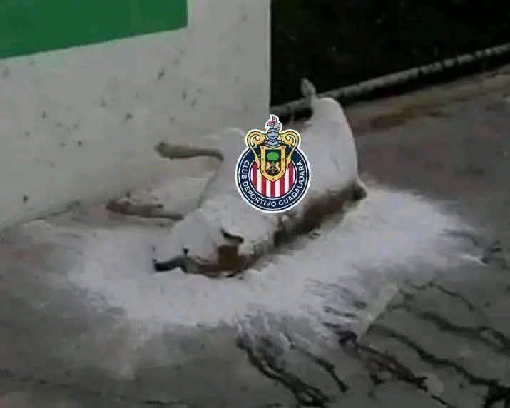 ERdgz24's tweet photo. Orgulloso de este plantel
Sin 5 titulares, con niños de 18-22 años como recambios, muchos en sus primeros minutos con el primer equipo, el arbitraje más asqueroso del mundo y nos vamos en semis, peleando hasta el último seg
Estás son las chivas que nos van a dar la 13, yo lo sé https://t.co/kImVGPgV3A