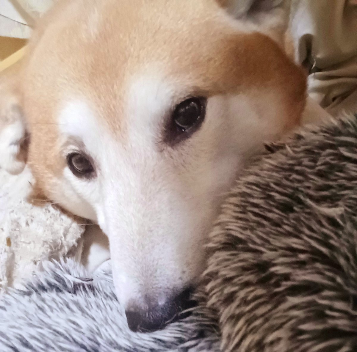 ご機嫌なお使い柴ちゃん❣️ 柴犬(赤)ですどうぞ🐕 ͗