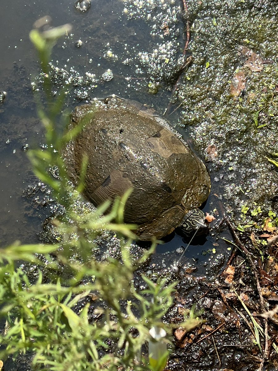 GED Freedom tweet media