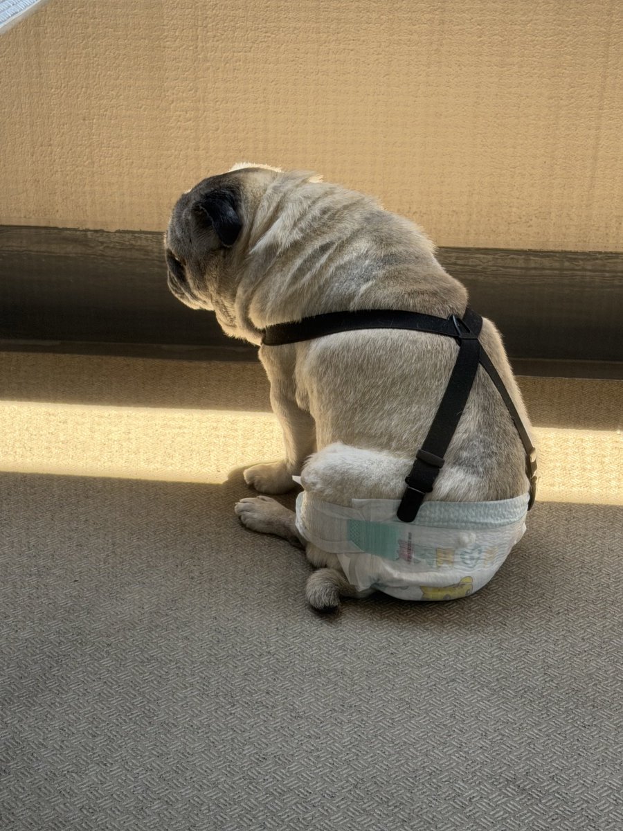junatsu1's tweet photo. ベランダで微かに差し込む陽の光で…日向ぼっこT^T https://t.co/dQQFhw4jew