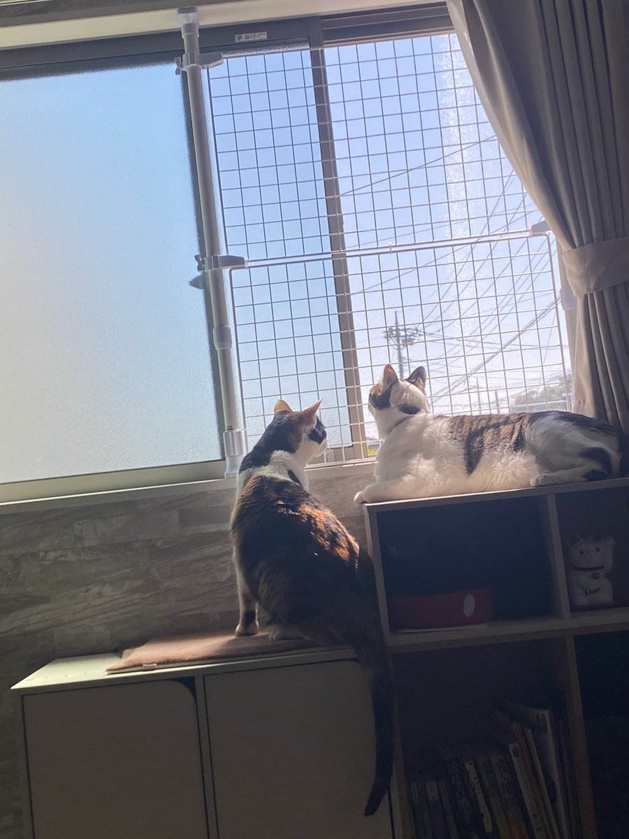 絵画のような美しい瞬間 朝の光 #保護猫 #保護猫と暮らす