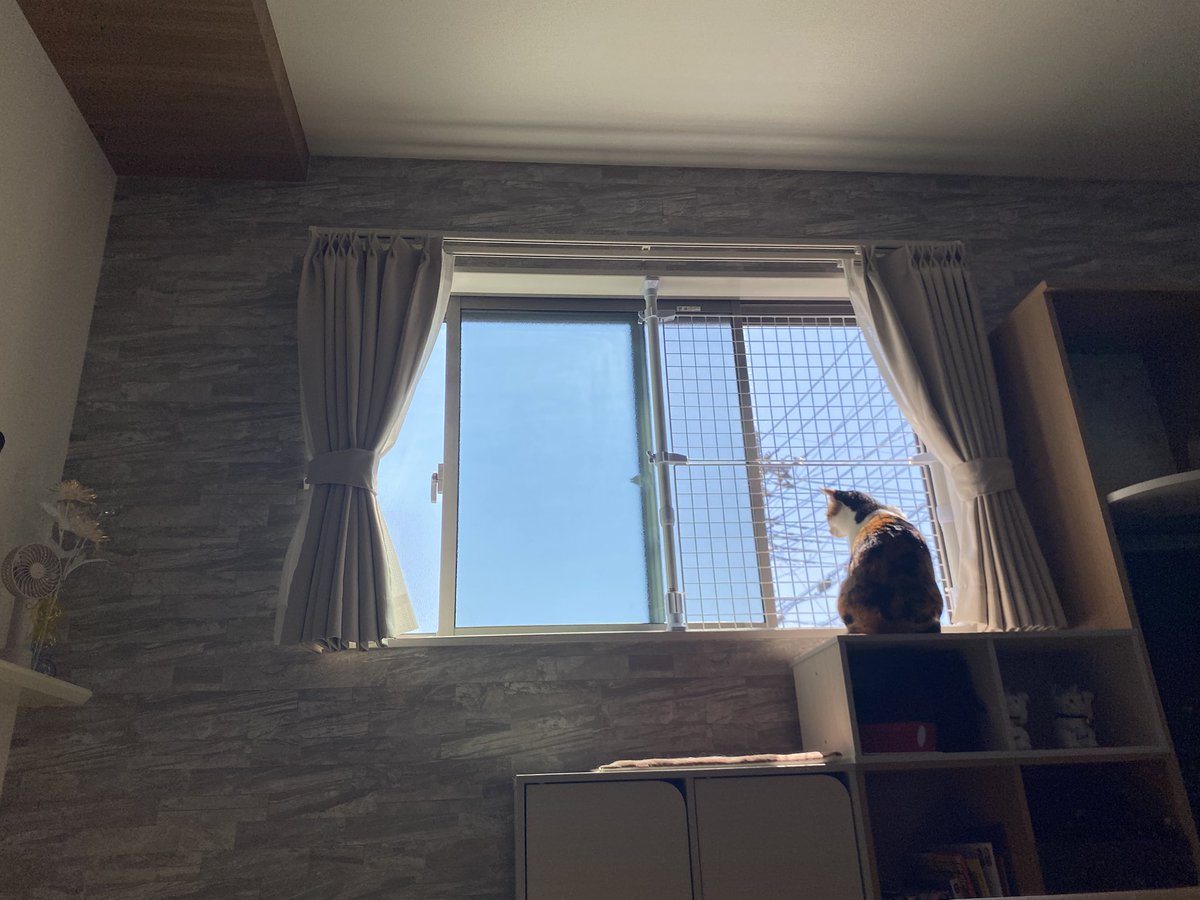 ソニアかわいいね 絵画のような美しい瞬間 朝の光 #保護猫 #保護猫と暮らす