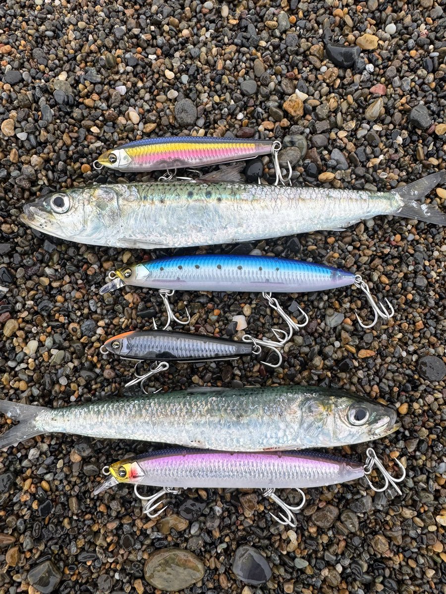 新潟県サーフ、真鯛1発狙いに 行きました。 ベイト達がお出迎え