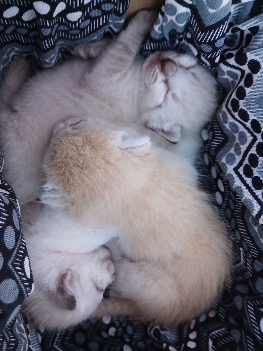 itsvanessach's tweet photo. Mis gatitos bebesotes, ya hoy tienen 3 semanotas, ya están mas despiertos y muy movidos; ya me encariñe con ellos, se los presento ferch,  dolche  y por último terk que le hace honor a su nombre ya que es muy terc@ aun no se si son macho o hembra jsjsjs https://t.co/ykxRYysAWN