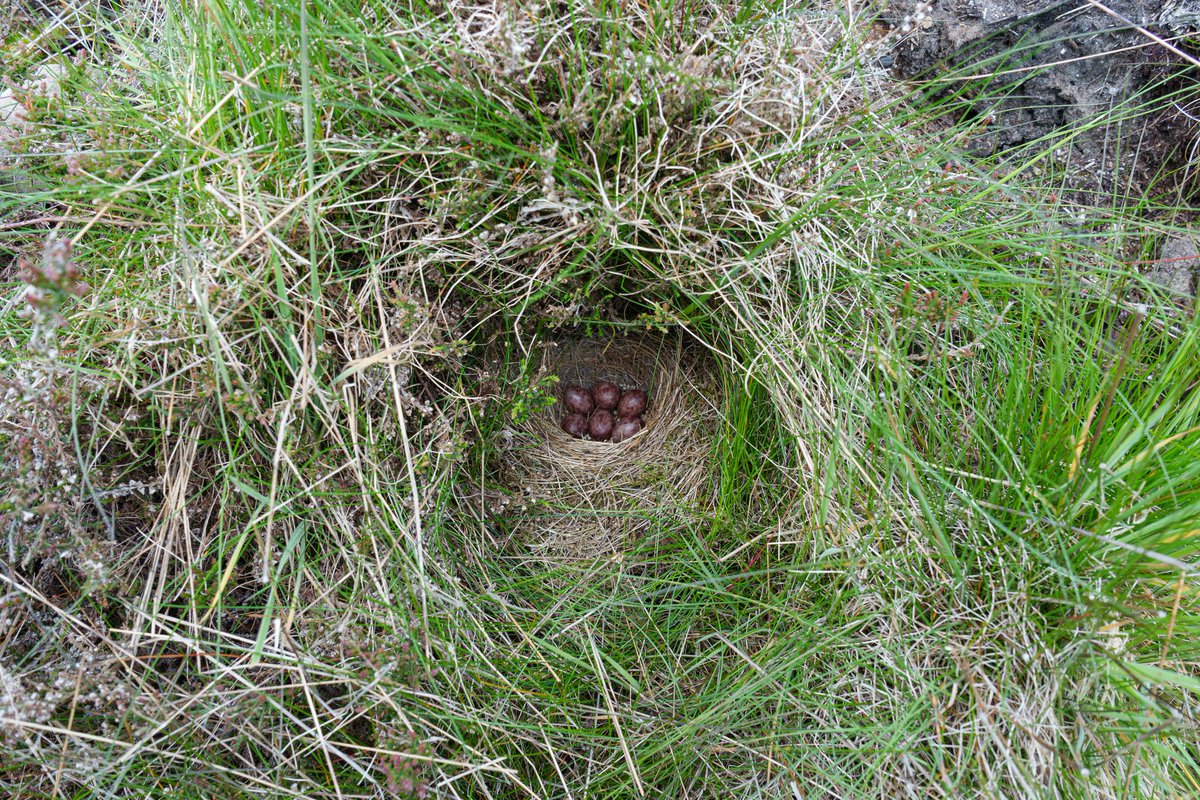 NestingUpNorth's tweet photo. A Tree #Pipit nest containing a striking deep red variation of eggs, built neatly into the base of grass tussock within clearfell habitat.
Located with @BirderSouth. https://t.co/XpBZq6s8V2