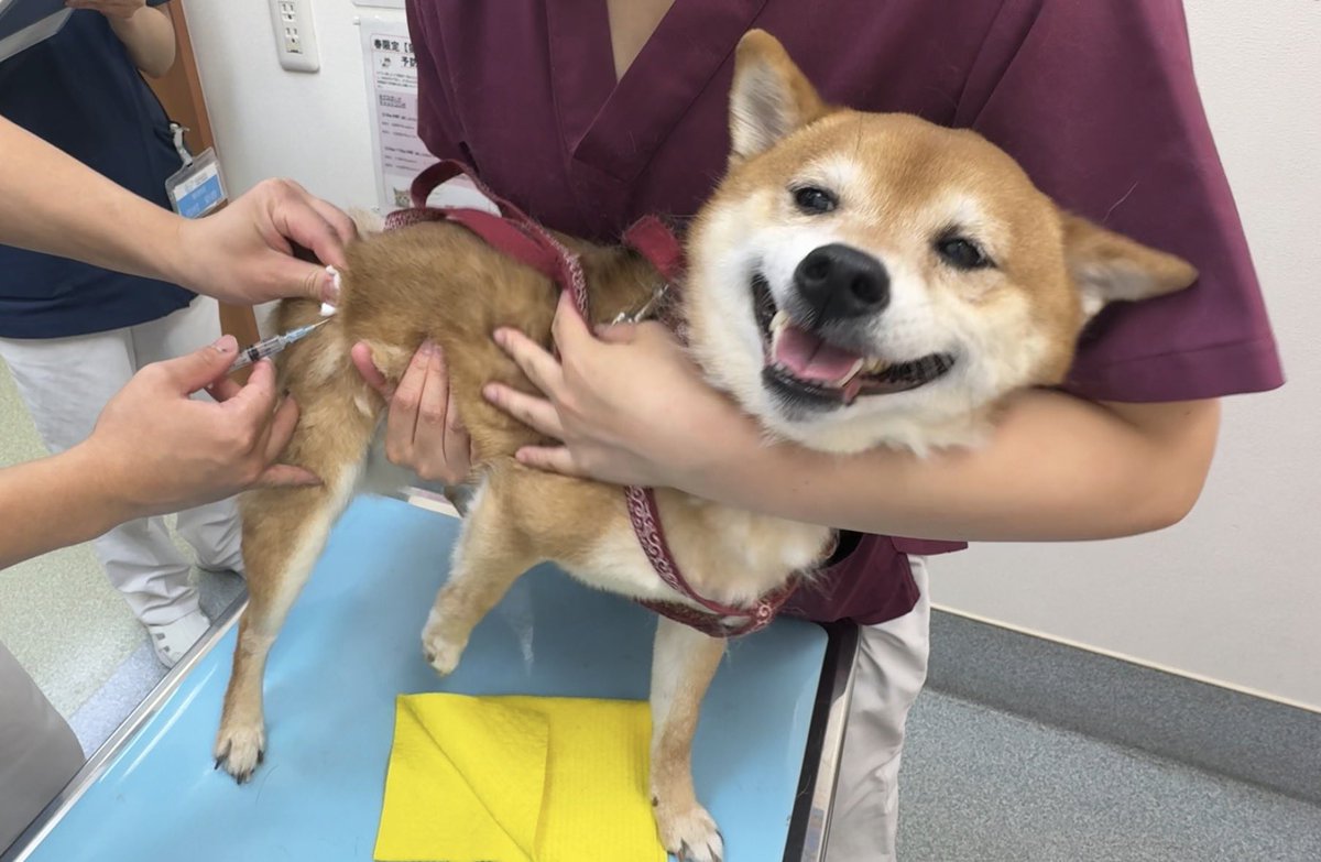 cocog_net's tweet photo. 今年の狂犬病注射はお漏らしをしでかしました https://t.co/nhBhO6Abdi