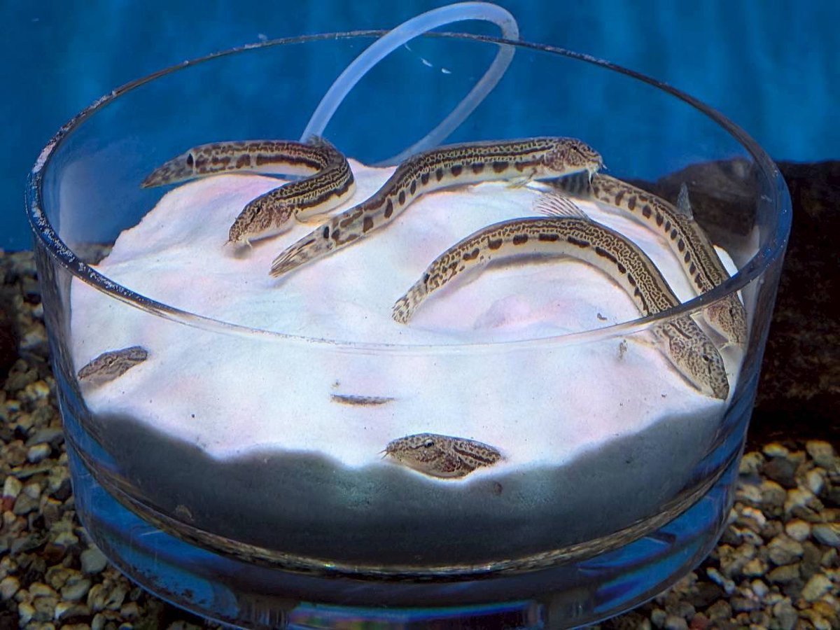 赤目滝水族館【公式】 tweet media