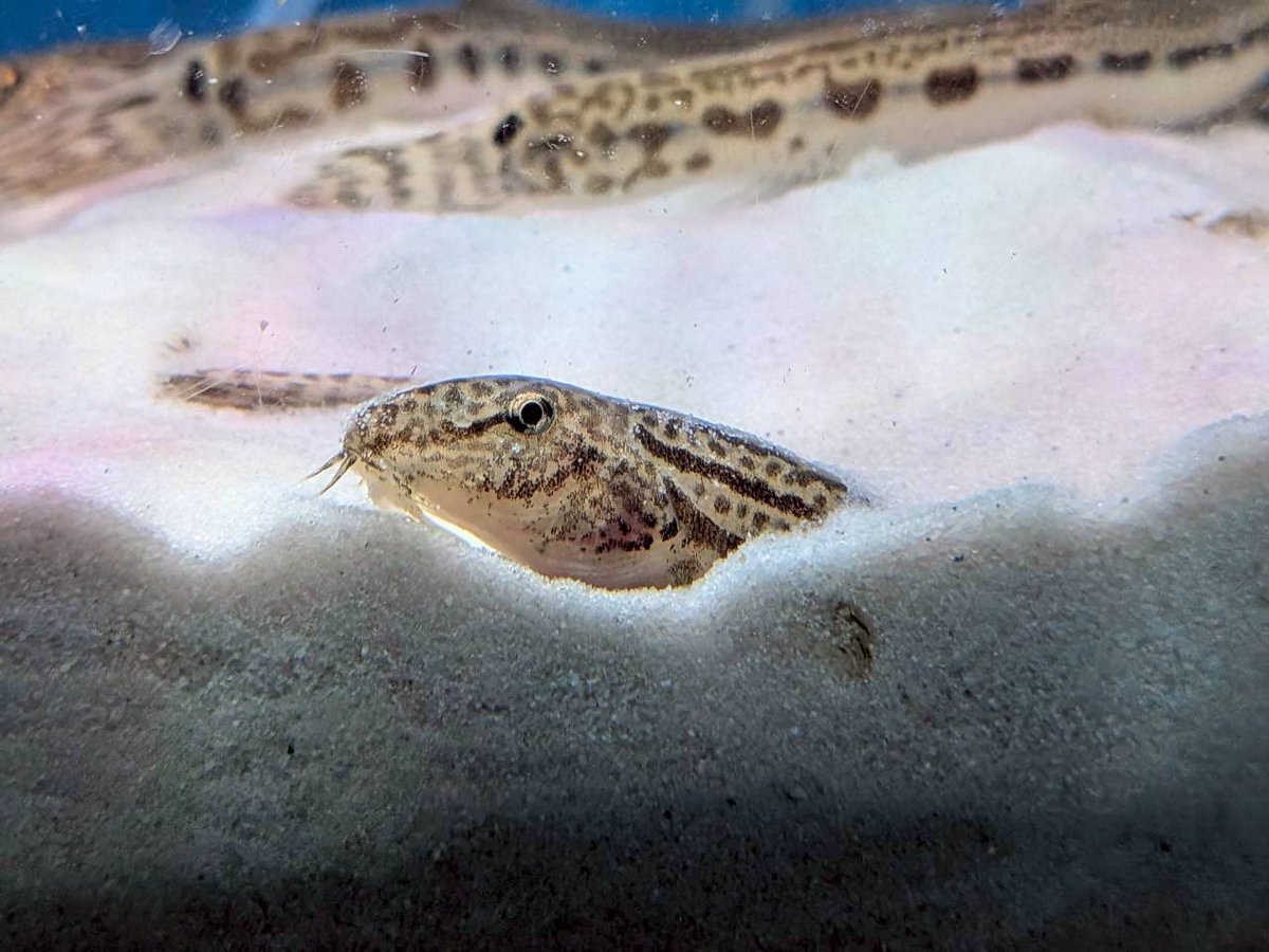 赤目滝水族館【公式】 tweet media