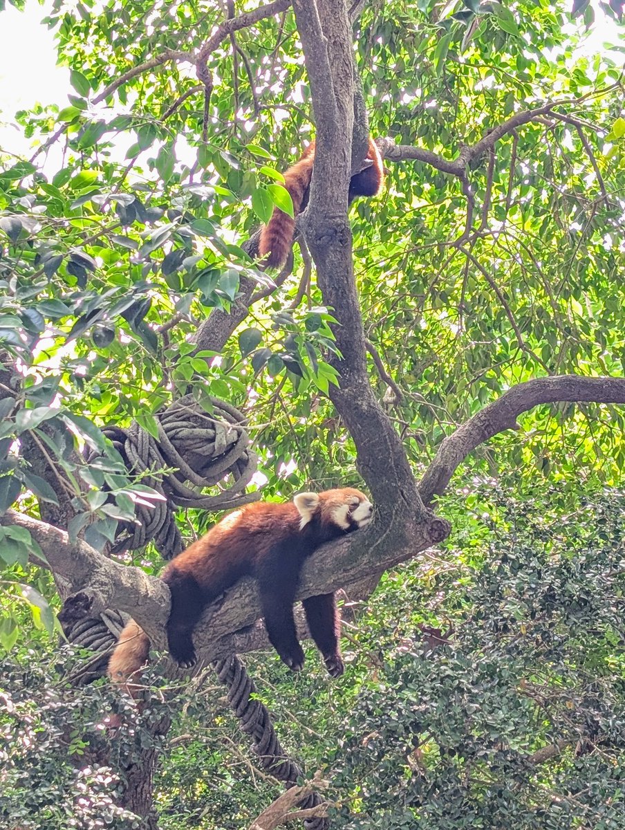 小熊猫