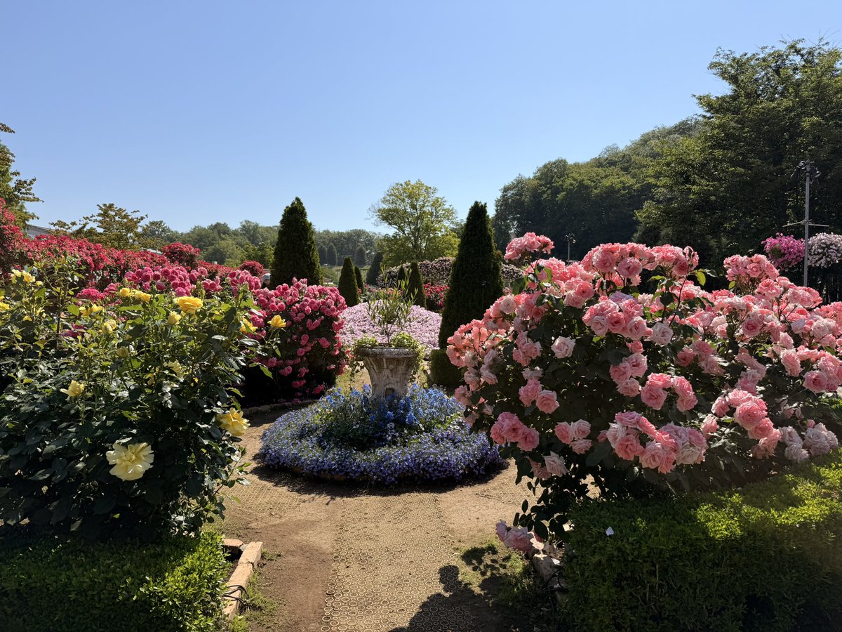 Go55F's tweet photo. あしかがフラワーパーク 1

藤は終わってしまったけど
薔薇がキレイだった😍

朝イチできたからさほど混んでなくてラッキー https://t.co/yfpW0C1oAc