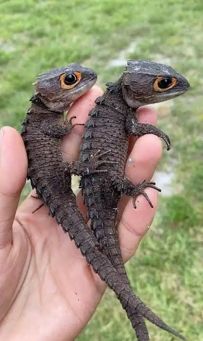 Nature is Amazing ☘️ tweet media