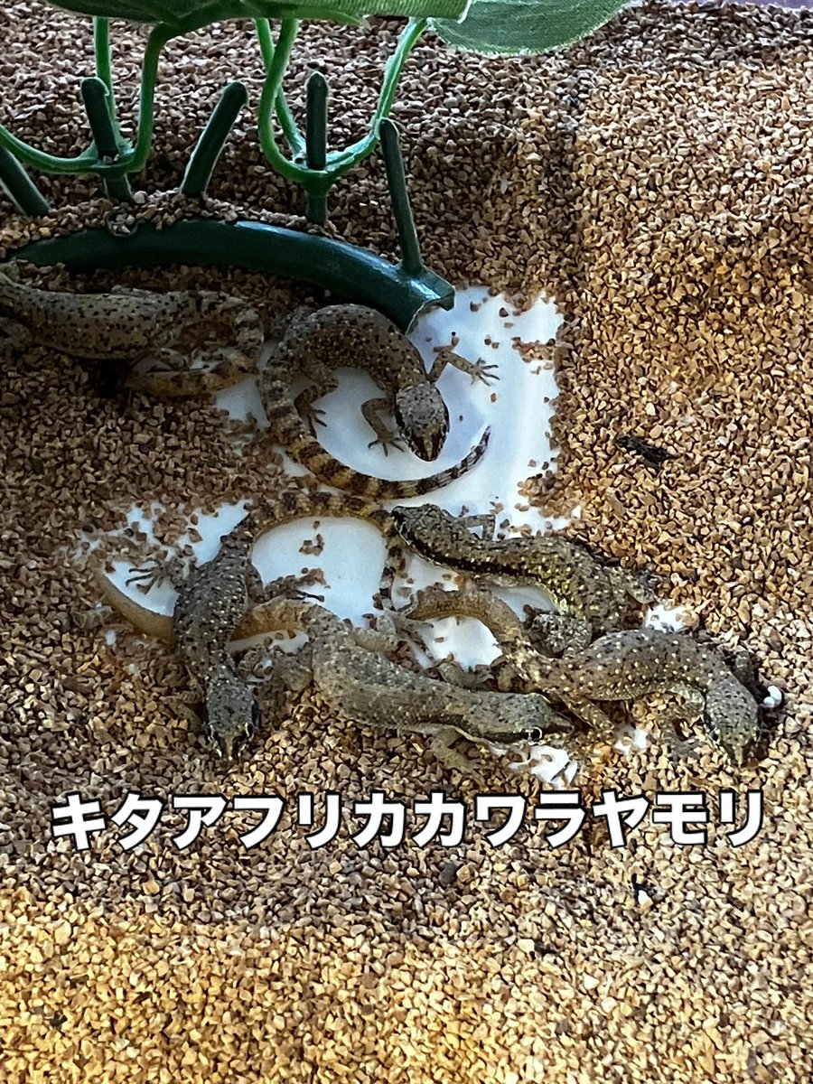 0KAHAK0's tweet photo. 【新着】キタアフリカカワラヤモリ！販売中！持ち腹多数

なつかしいですね、オープン当時、サハラカワラヤモリがいました。その子たちよりは少し体格が大きいです。

持ち腹多数！！ファンタスティックでスタッフゴリ推し！！！選べますのでお早めに〜😊

エジプト便です🇪🇬 https://t.co/ZNpOOV7rOa