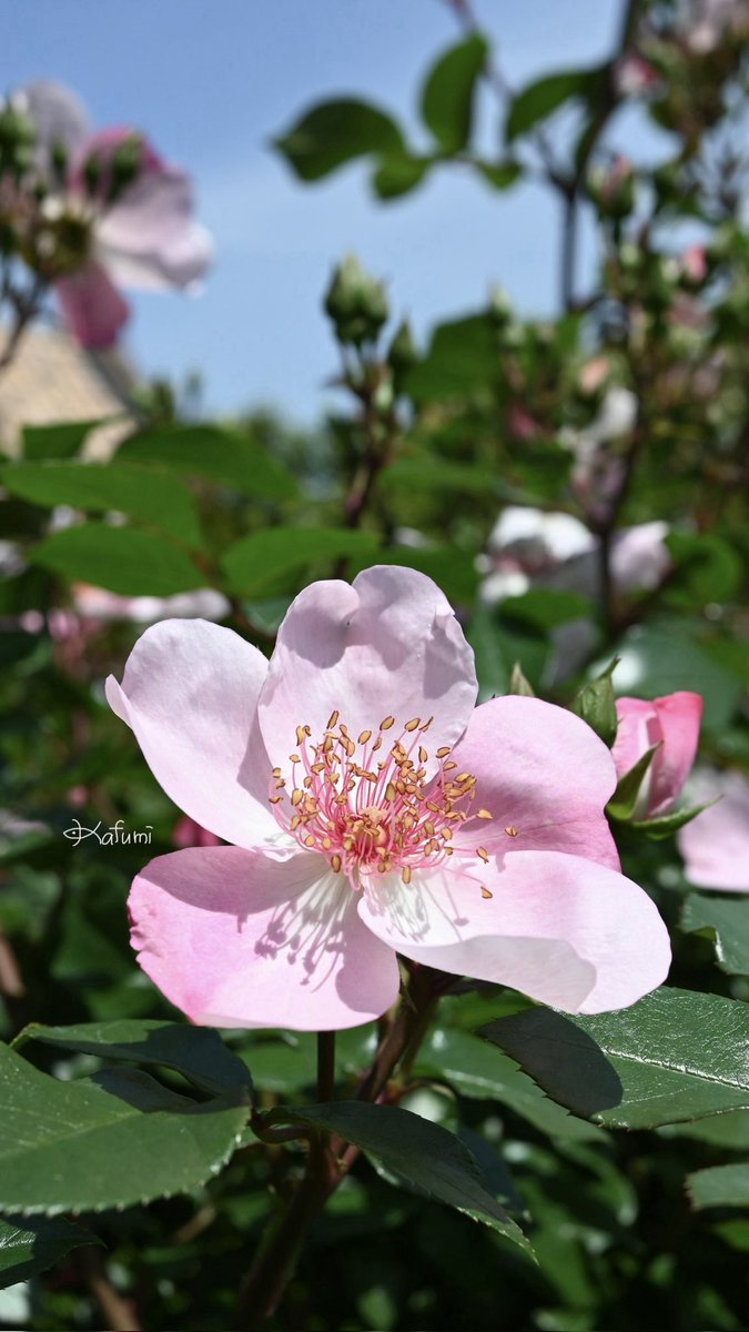 🌷ひるのいちまい🌷② 【花の名前】：バラ ピンクサクリーナ 【開花