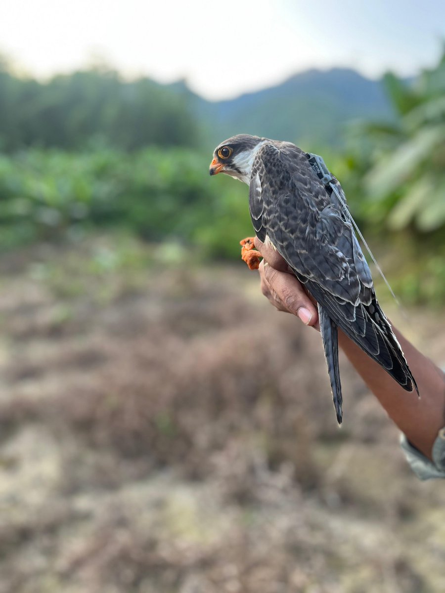 rameshpandeyifs's tweet photo. ‘Alang’ the young female Amur falcon, tagged in Manipur in Nov 2025 is returning back to Far-East Asia after spending 4 months time in South Africa. It crossed Arabian Sea flying non-stop for 3300 km in 60 hrs and landed at east of Karachi in Pakistan. After spending a night there it has set off on its journey and expecting to cross over Rajasthan later today. 
Via: @sureshwii