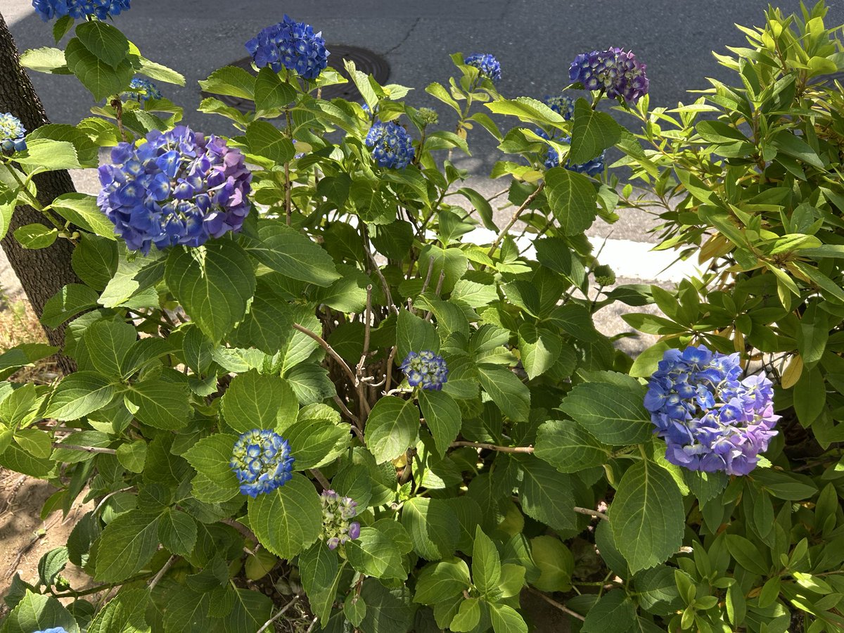 MARUMAMI's tweet photo. 大好きなサンダル始めました〜！

大好きな紫陽花も咲き始めました〜！ https://t.co/CjB9IAng66