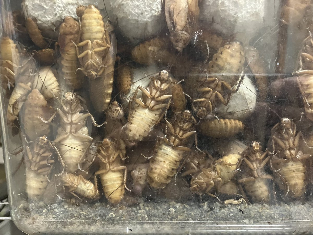 Tsutidapelma sp. “lot of hair” tweet media