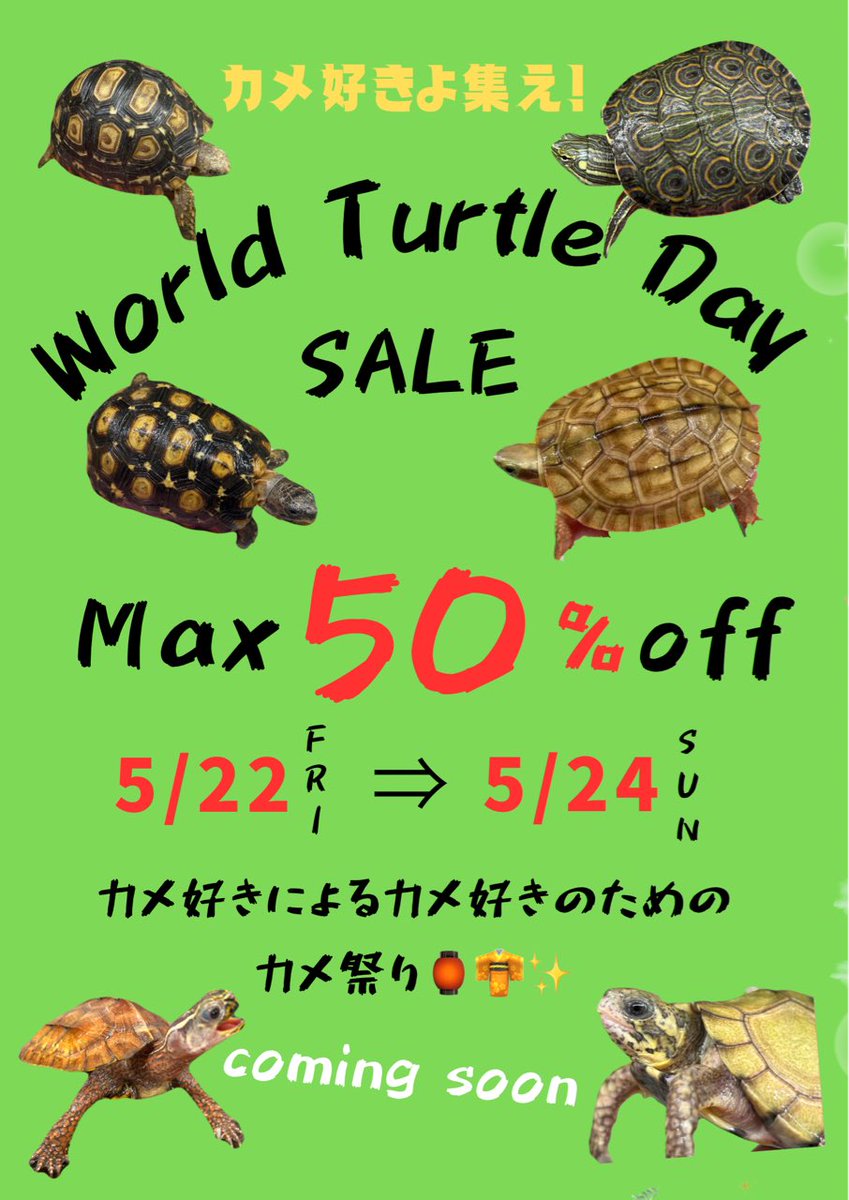 89_nakano's tweet photo. 先日ご紹介したカメの日セールの詳細になります！
以前にもお知らせしましたが、今回は周年祭と重なっていることもあり、盛大に行う予定です！

気になる在庫リストはセール前日に公開する予定です！
人気種から珍しい種類までたくさんご用意しておりますので、ぜひお楽しみにお待ちください！
https://t.co/ZTcxyiFEmB