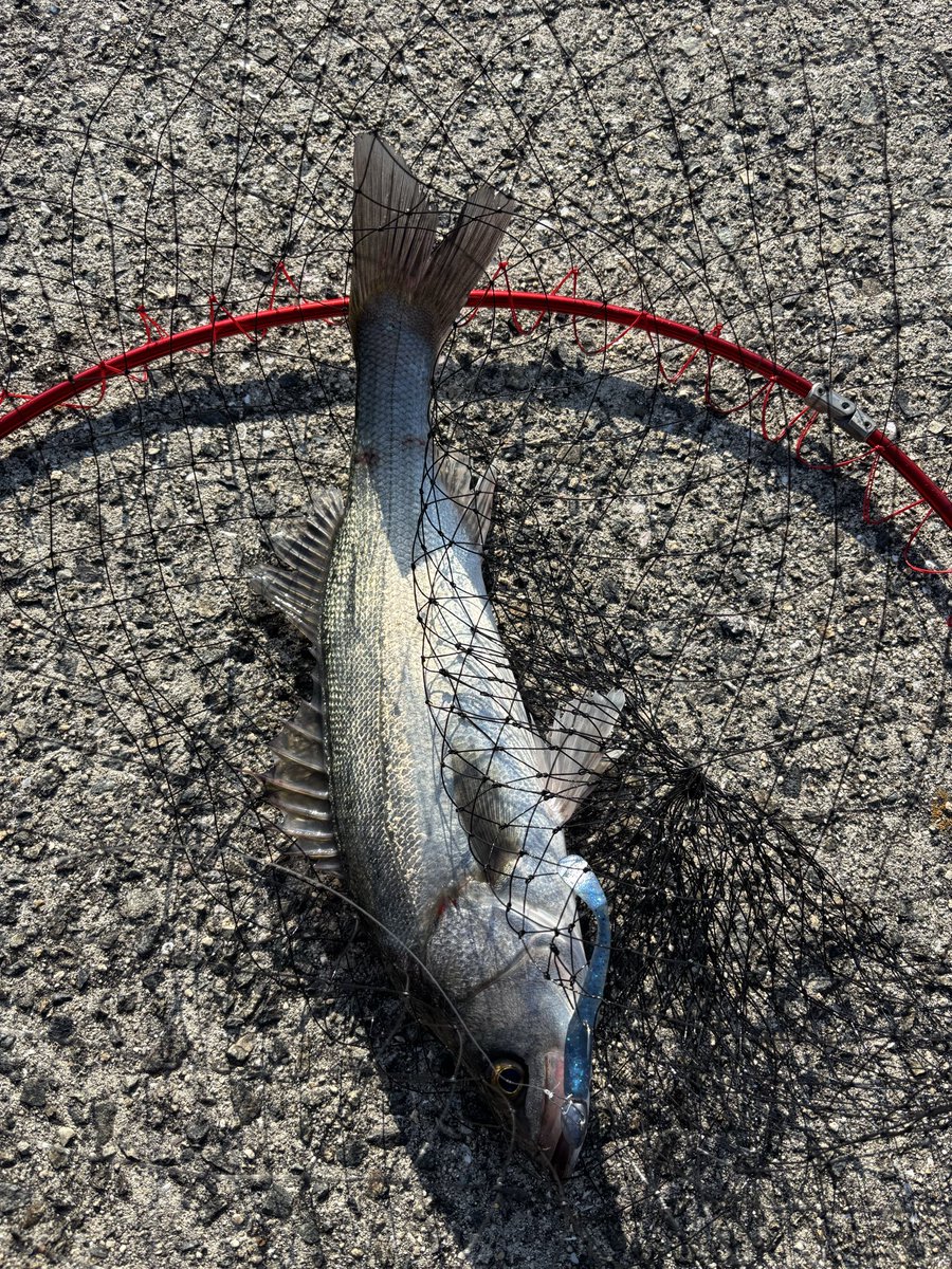 jun621mi's tweet photo. 2日連続でデイシーバス釣れまくりおもろい https://t.co/i3WnzhStkD