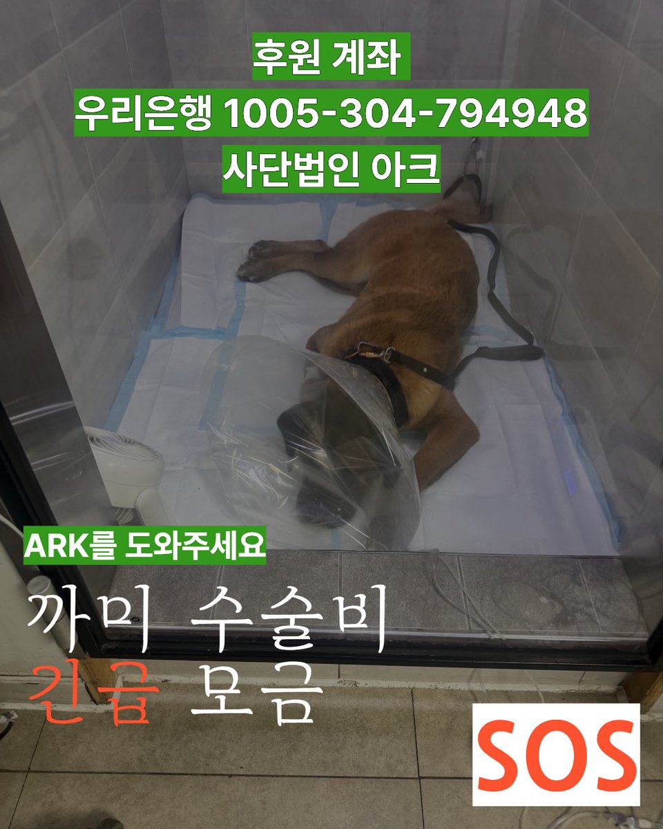 아크보호소 ARK Shelter tweet media