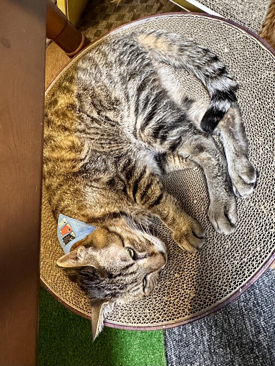 max&kitty tweet media