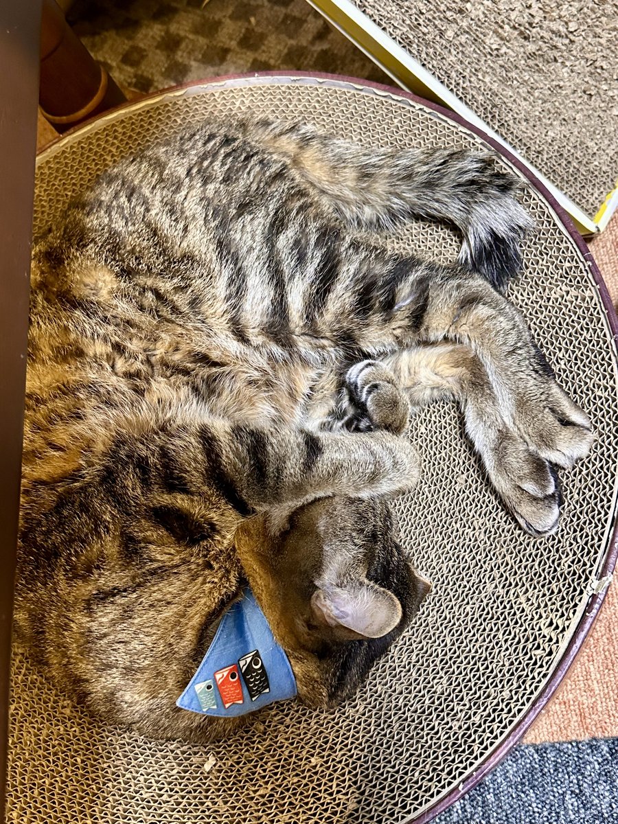 max&kitty tweet media