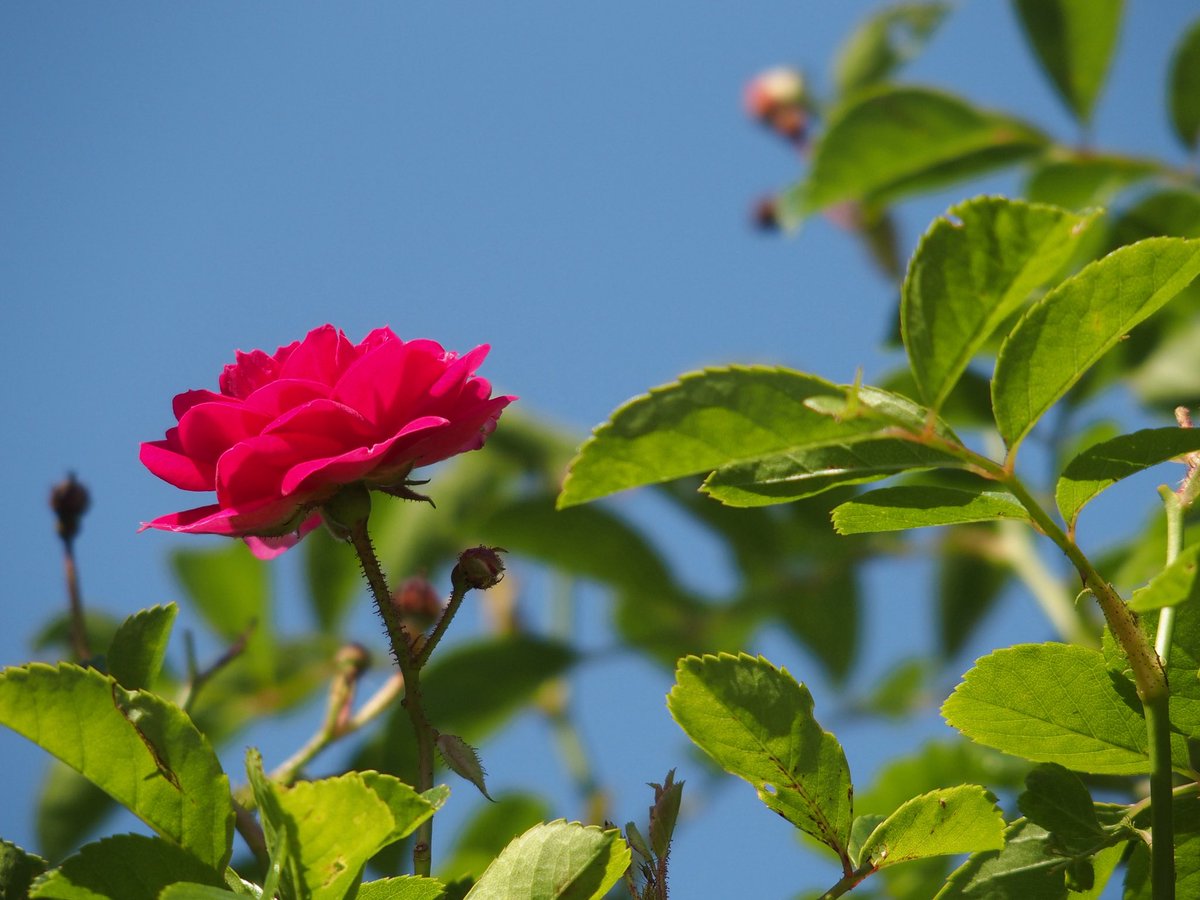 植物 #花 #flower #空 #風景 #景色 #写真 #カメラ #オリンパス