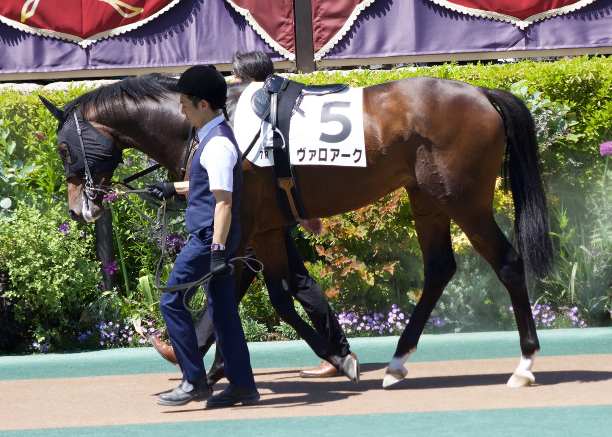dmm_banusy's tweet photo. #ヴァロアーク 
3歳1勝クラスのパドックの様子です。

DMM バヌーシー https://t.co/iCz7ZJR5CT