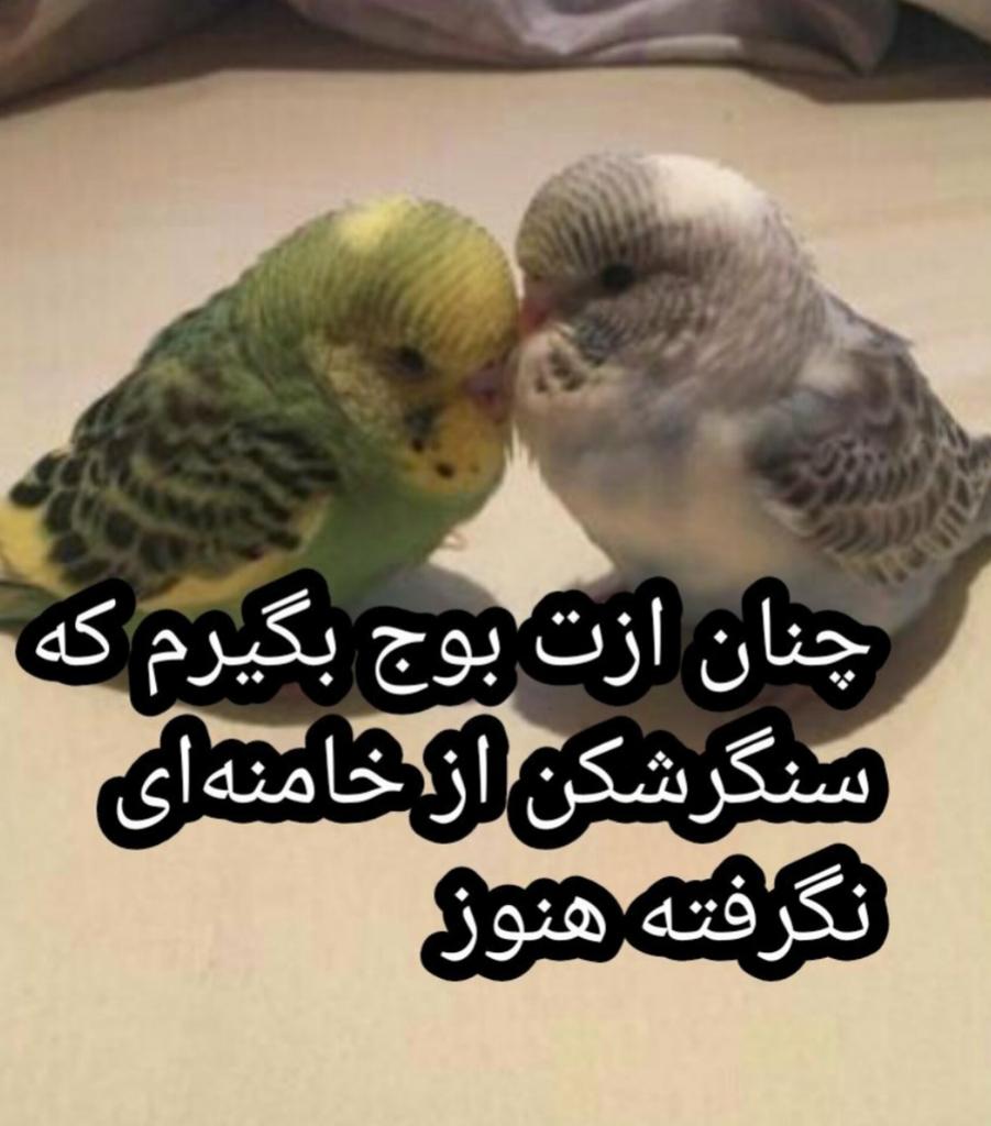 🇺🇲viSHəs🇮🇷 tweet media