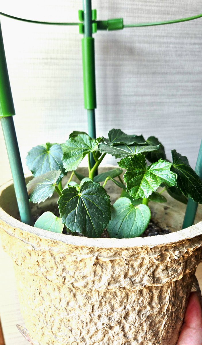 りるリルじゃーん🌸𓈒𓏸 今日も暑さパなくなーい⁉️ また30度行く感じ