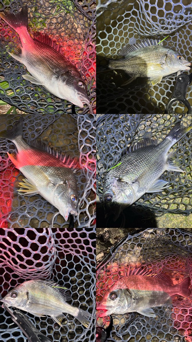HN_315's tweet photo. 昨日の休出終わりチニング
マズメに滑り込み
早々にシーバスがHIT
その後ヤケに渋いなと思ったら赤い目のヤツの気配
ランガンしてみたけど複数いそうな気配だったので一気にエリアを変え久々の牡蠣瀬エリアでつ抜けして釣り終了
タグ打ち慣れてきたけど短時間釣行だとタイムロスがでる
要改善だな https://t.co/S5f216qopX