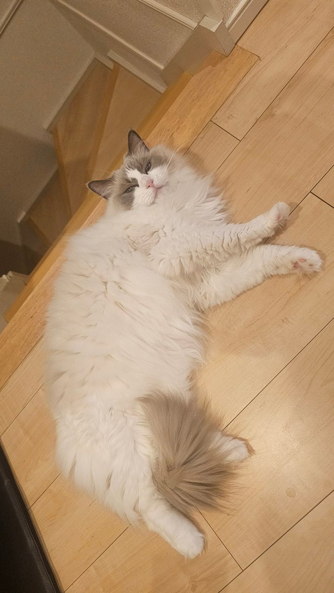 hiroichigo_gen's tweet photo. お腹は雪見だいふく、お顔としっぽにチョコレートコーティングした猫なの… https://t.co/jUKGMfAgWi