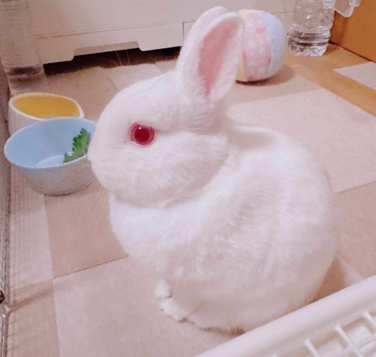 うさぎの🐰き な 子🌷お も ち tweet media