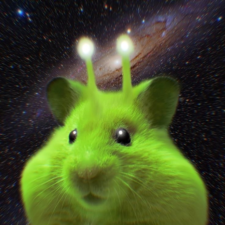 Tweets Of Hamster tweet media