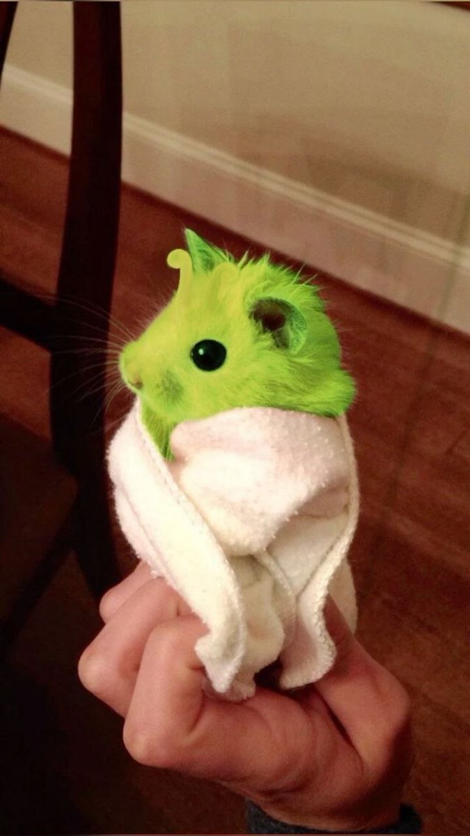 Tweets Of Hamster tweet media