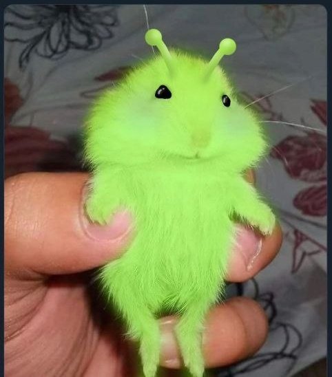 Tweets Of Hamster tweet media