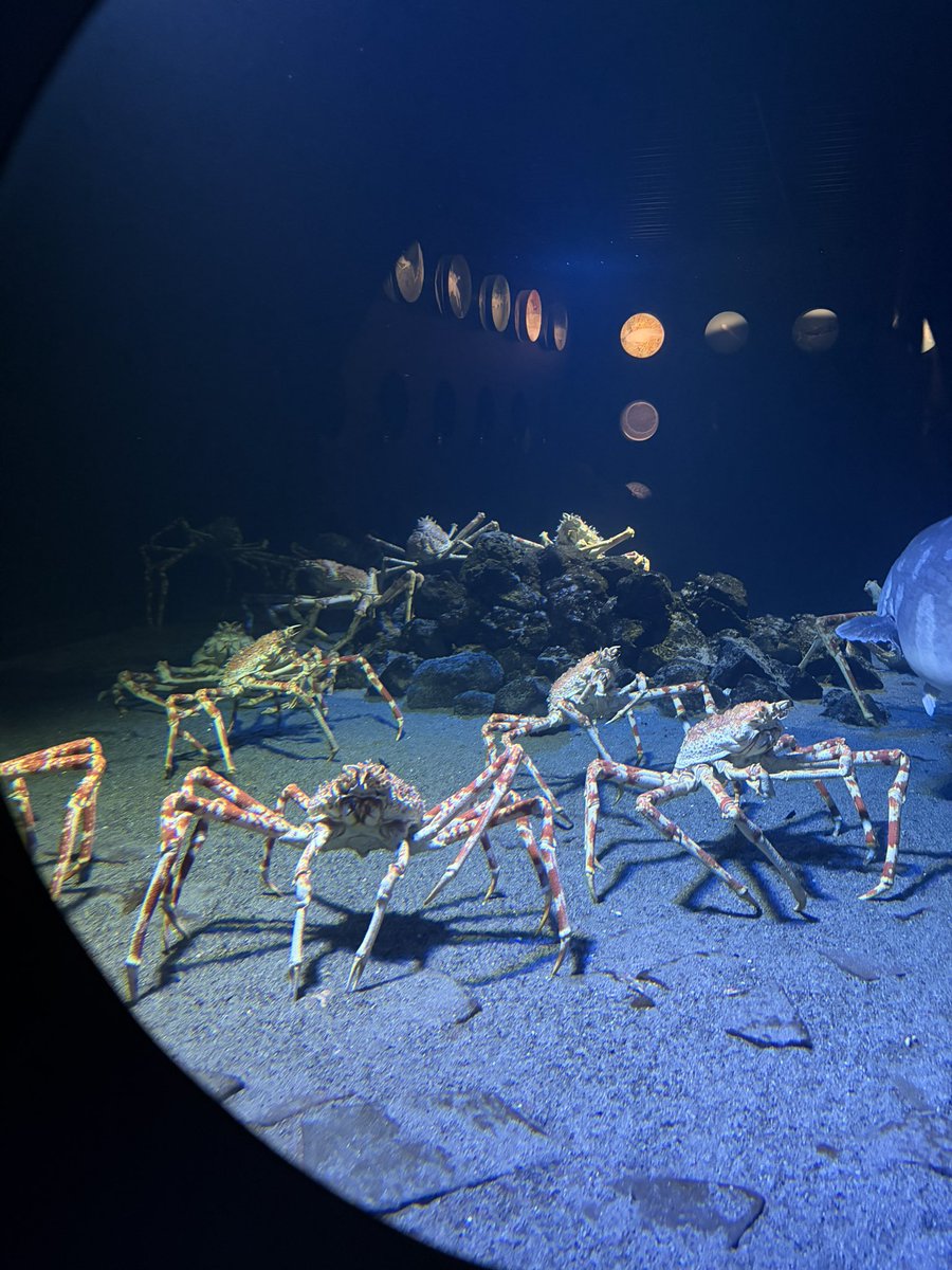 fuchswaldcrow's tweet photo. 🪼🐙🦀🦀 https://t.co/obDJAHFP2N