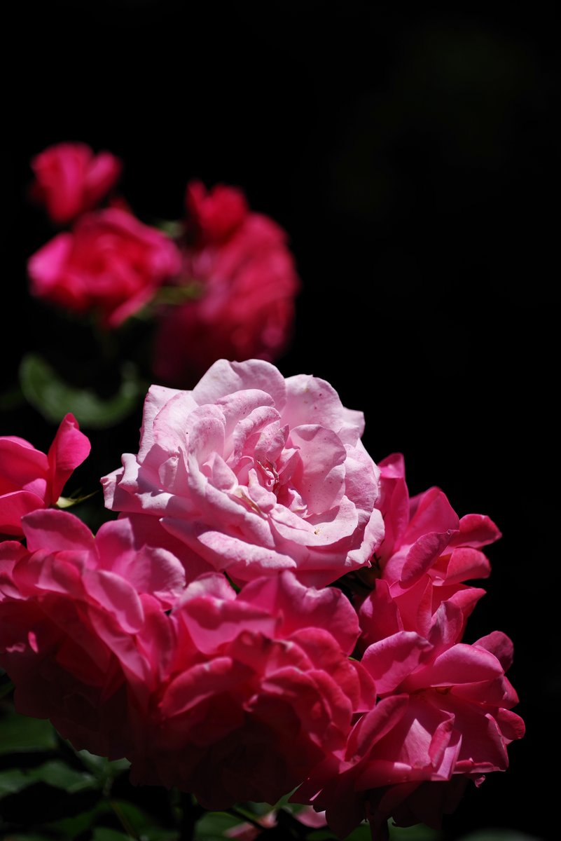 RT @singularityfree: 薔薇 #PENTAX J limited 01 ＋ HD DFA 100mm F2