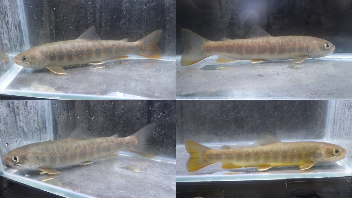 Elasmobranch_JP's tweet photo. 入荷情報！!
久々にイワナ類が入荷です！

ヤマト　　約15~22cm
ニッコウ　約15~22cm

各個体群の特徴が良く出た個体が揃っています！
数に限りがございますので、お早めにどうぞ！

#入荷情報 #淡水魚 #日淡 #魚の道 https://t.co/INGOUpMuk5
