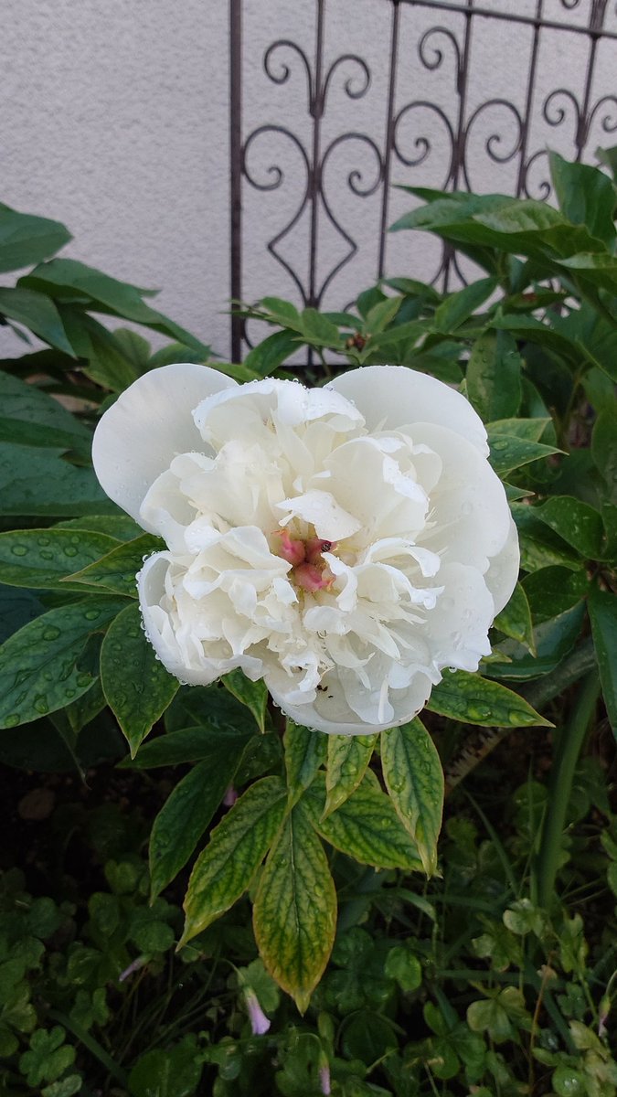 Post by ranze on X: 芍薬