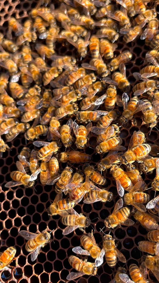 apislabsspc's tweet photo. 🐝👑 Can you find the Queen Bee?

Apis Labs is putting your queen spotting skills to the test! 🔍 Drop your guess in the comments 👇🍯

#Beekeeping #QueenBee #ApisLabs #BeeChallenge #beeobsessed #savethebees #beethechange https://t.co/BVxGUh8W4q
