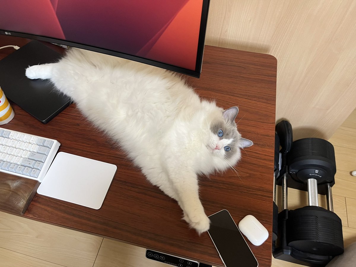 letao_ragdoll's tweet photo. ロイちゃん専用デスク https://t.co/00NQCgc4JI