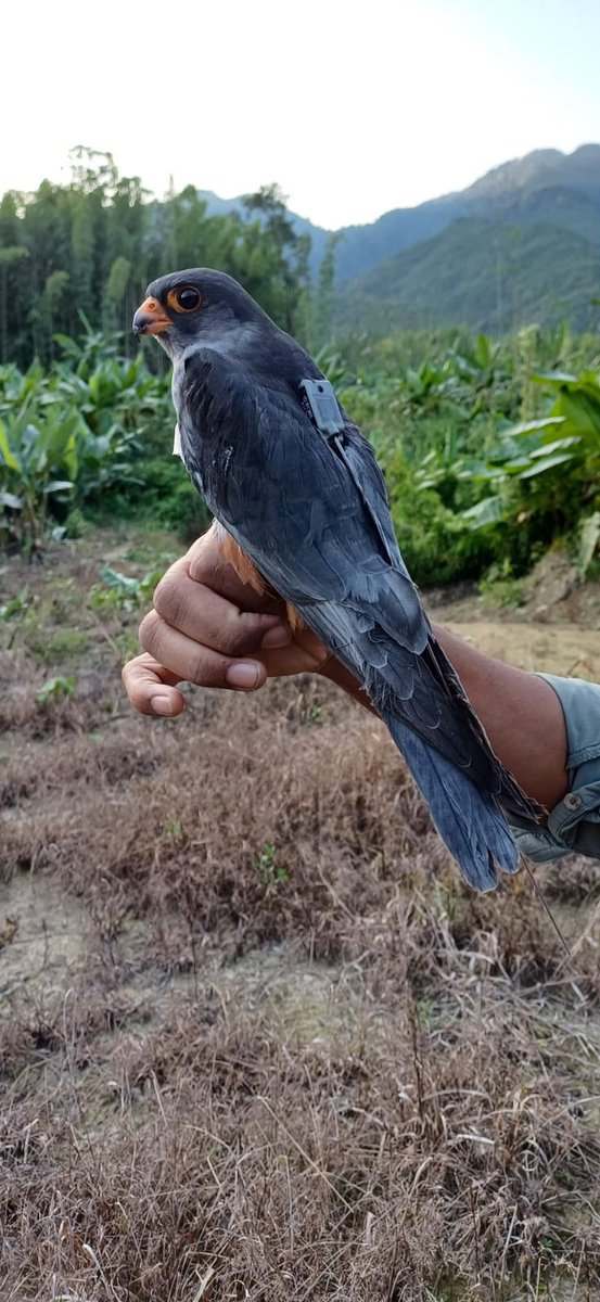 rameshpandeyifs's tweet photo. On the other hand Apapang, male Amur falcon flew from Somalia and covered 6000 km in 6 days and took a stopover at Eastern Mayanar. Presently it is heading towards Beijing since its departure from Myanmar after covering a distance of 2000 km plus. Updates from @sureshwii. https://t.co/R7o9yUkNU1