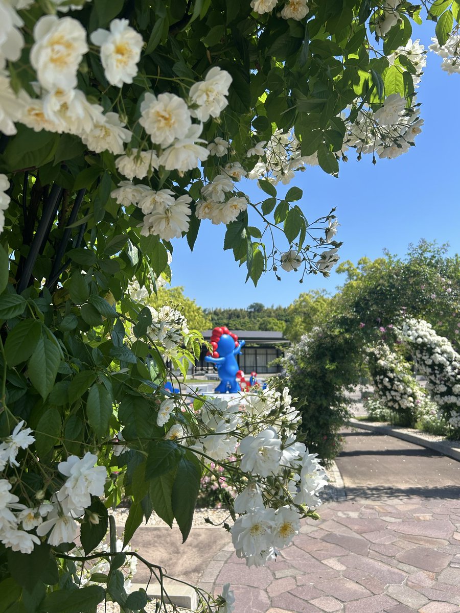 yujiro17's tweet photo. 暑いけど、公園日和
バラにミャクミャクの青映え

#万博記念公園 #EXPO70 https://t.co/5HzUepRGz8