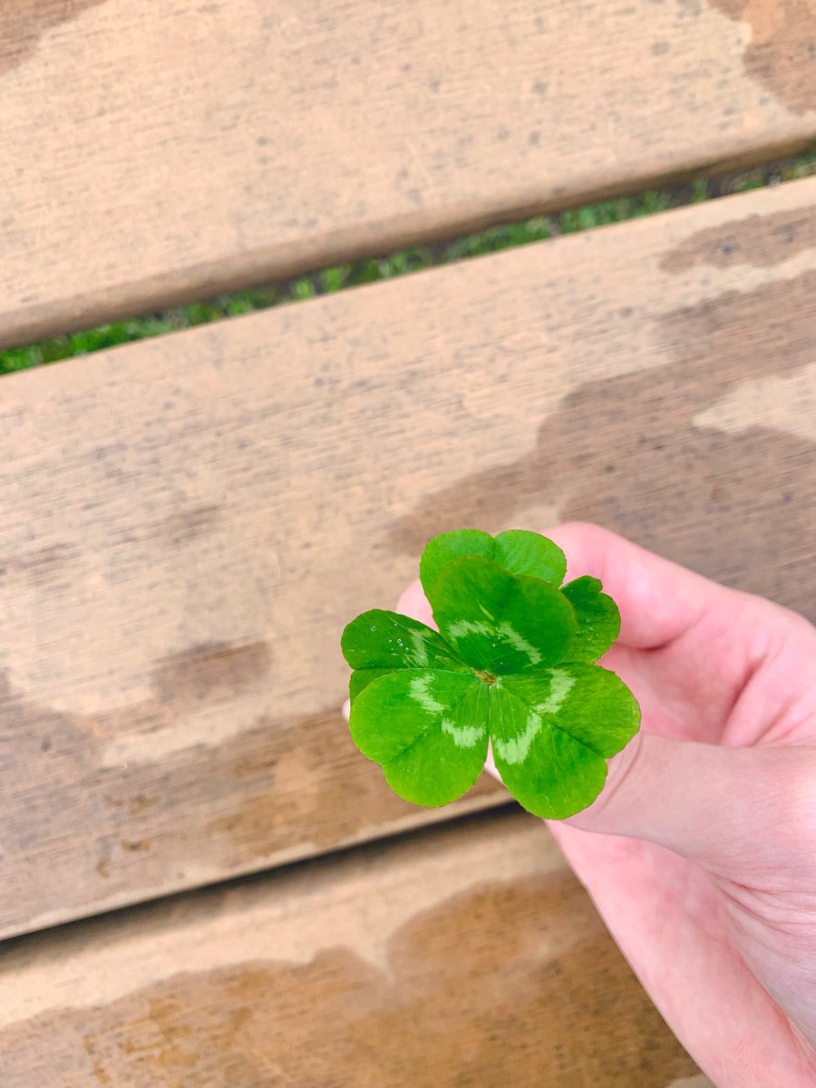 ✨️🌱🍀しとらす🍀🌱✨️ tweet media