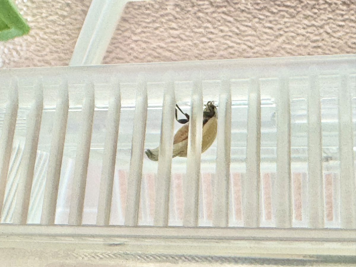 oimo2154's tweet photo. 羽化した！
出てくる瞬間は洗濯物してて見逃した笑
黄色くてとぅるんとぅるん
羽乾かしてる https://t.co/1U1u4g4F9s