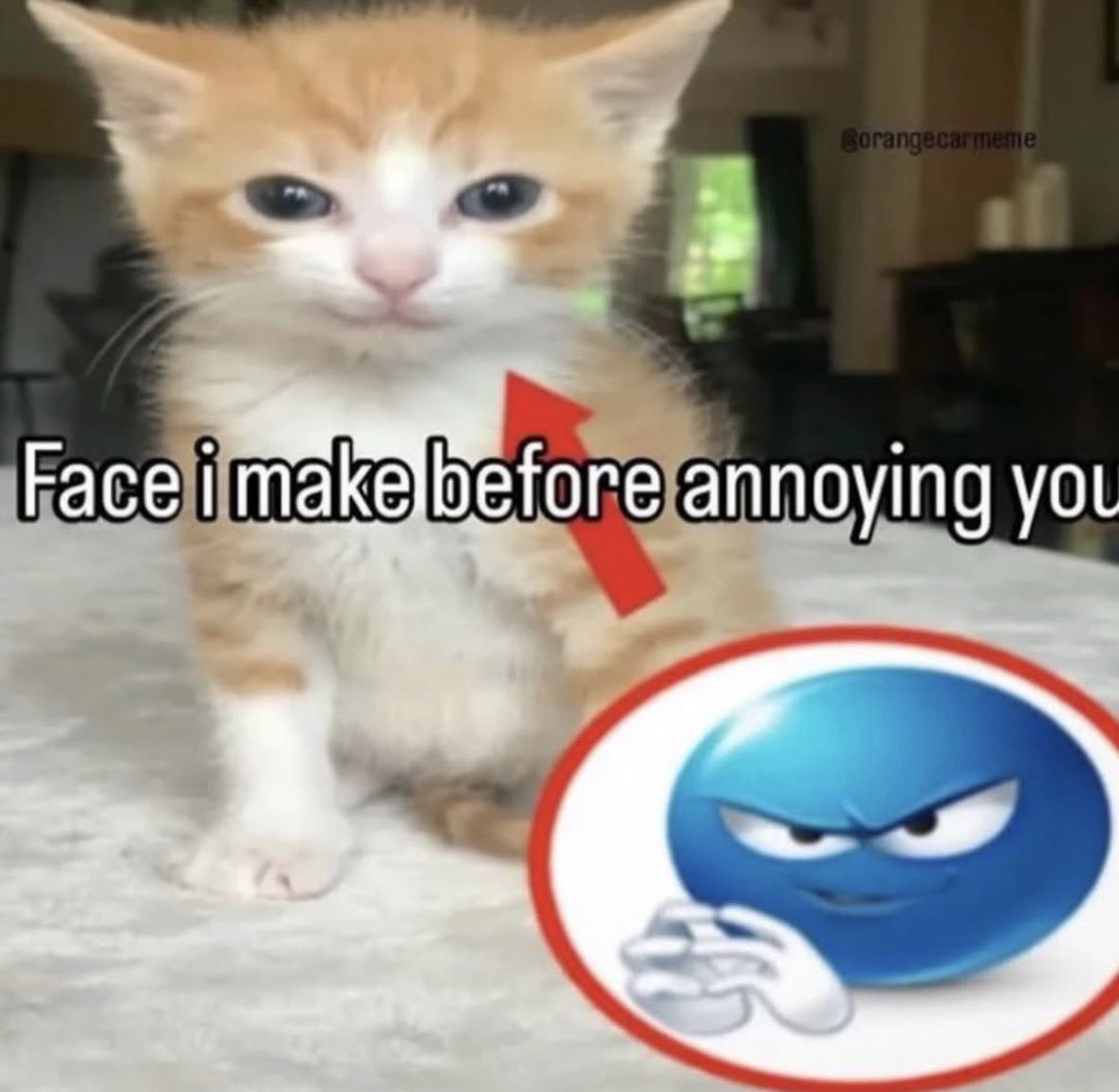 LiterallyMeCats tweet media