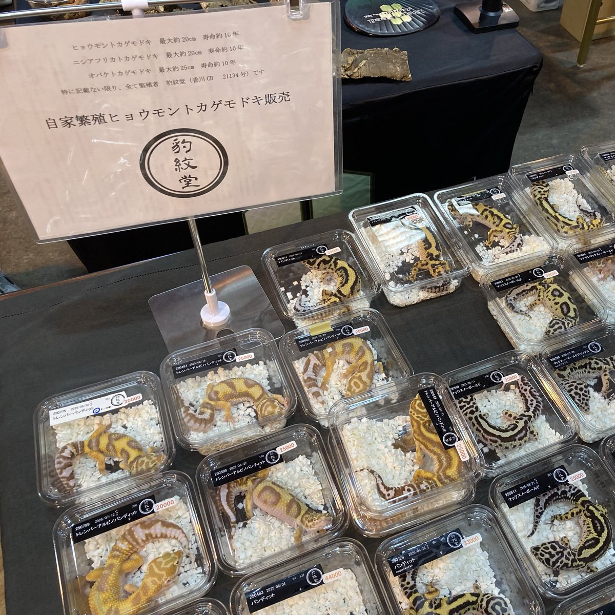 pooky_handa's tweet photo. こんにちは♪プーキーアルコ半田店です！
ただいま、爬虫類即売会開催中です✨
たくさんの爬虫類や両生類など、多くの種類が集まっております✨
即売会は、17時まで開催しております。

#プーキーアルコ半田店
#愛知県半田市
#爬虫類 https://t.co/iR4g06HILF
