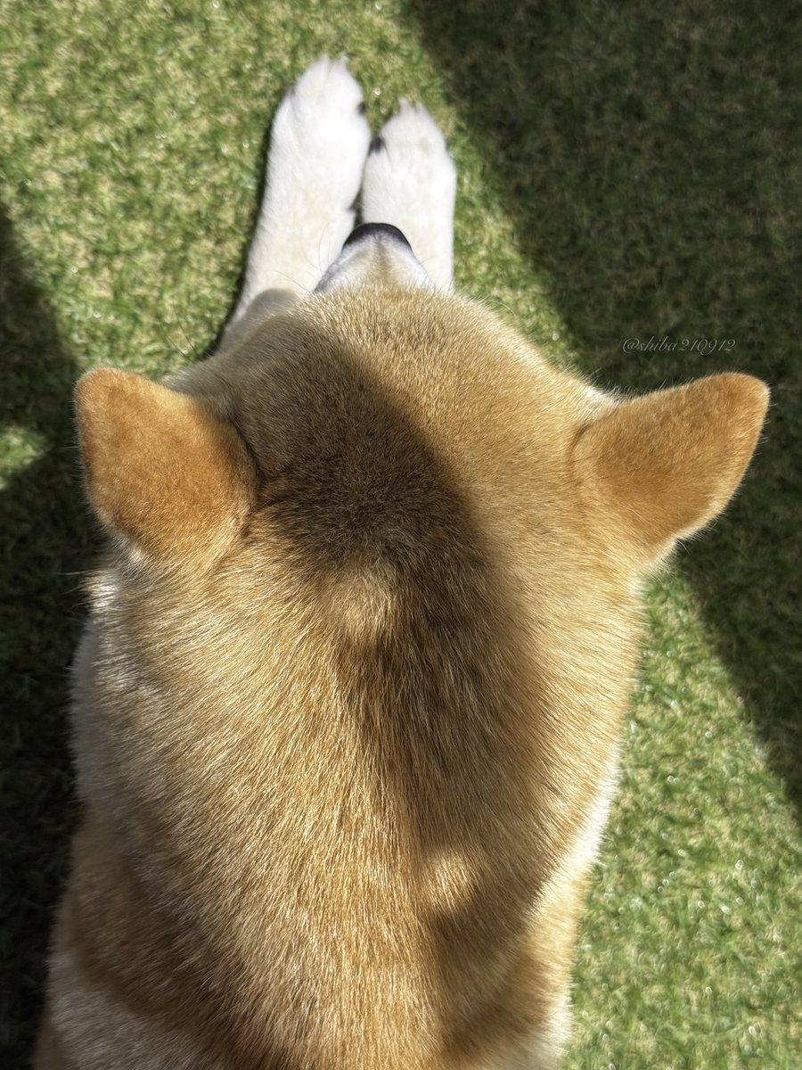 柴犬もも tweet media