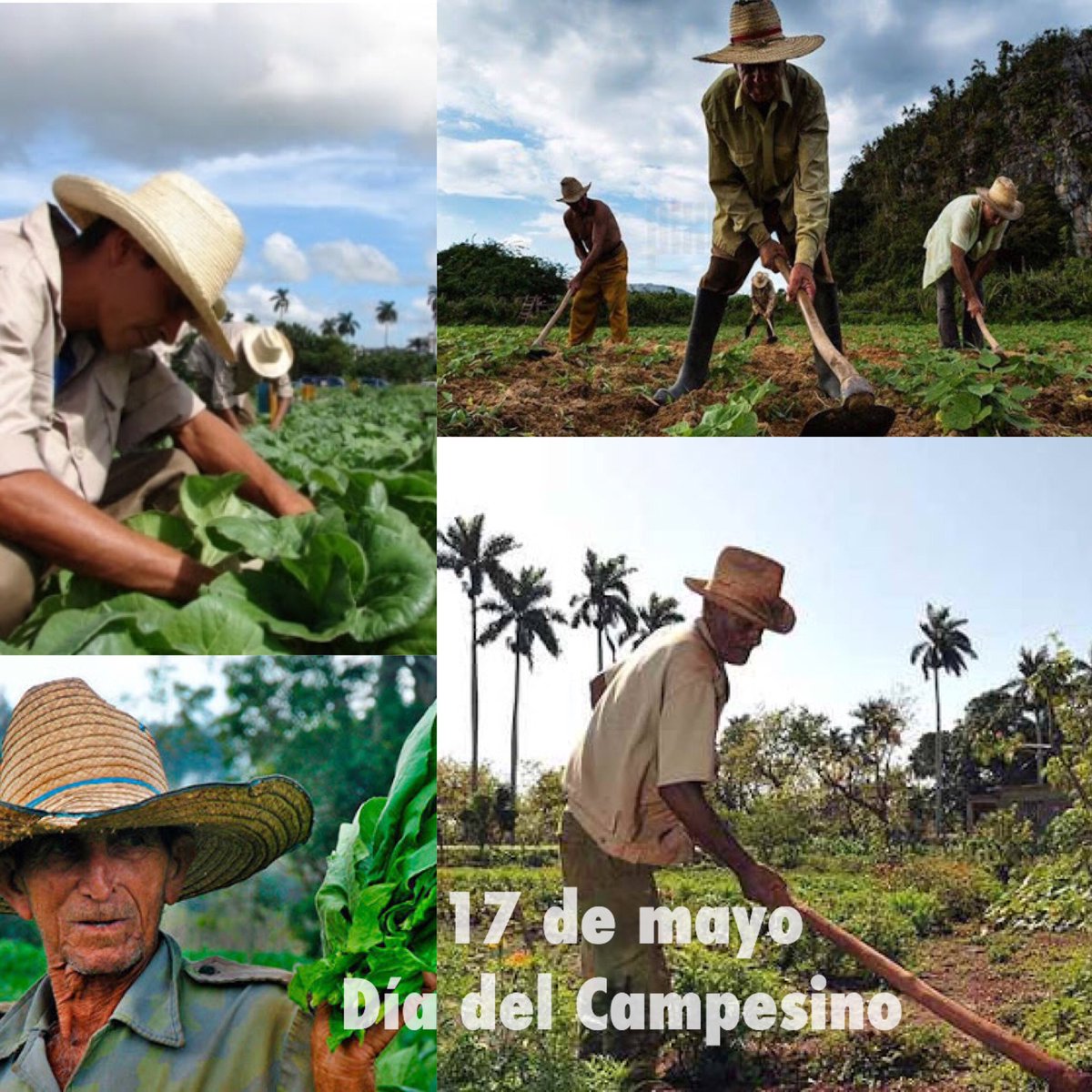 RoqueArang98112's tweet photo. Honrar al campesino cubano es honrar nuestras raíces, es agradecer su esfuerzo por hacer producir la tierra. como dijo nuestro apóstol José Martí "Si el hombre sirve la tierra sirve". 
#CubaEstáFirme 
#CubaVencerá 
#CubaMined
#EducadoresNueviteros
#LaPrimeraInfanciaImporta https://t.co/qUx9bihsNn